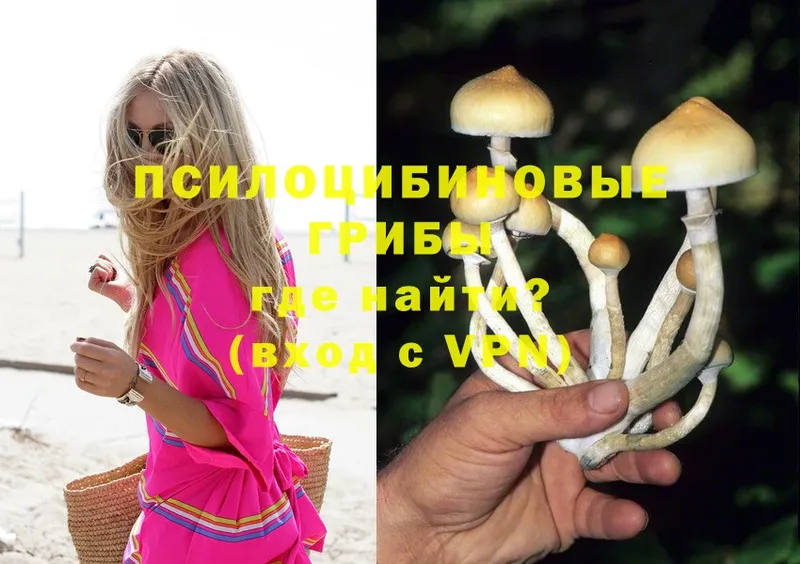 купить наркоту  Изобильный  hydra маркетплейс  Галлюциногенные грибы Psilocybe 